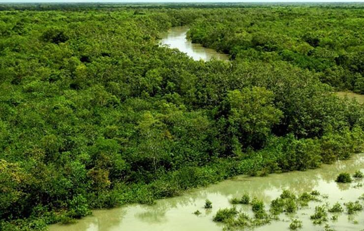 Creeks_restoration_of_the_sundarbans