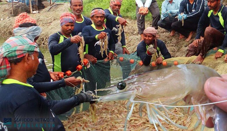 Indian white shrimp