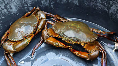 Scylla serrata or mud crab in plastic bucket.