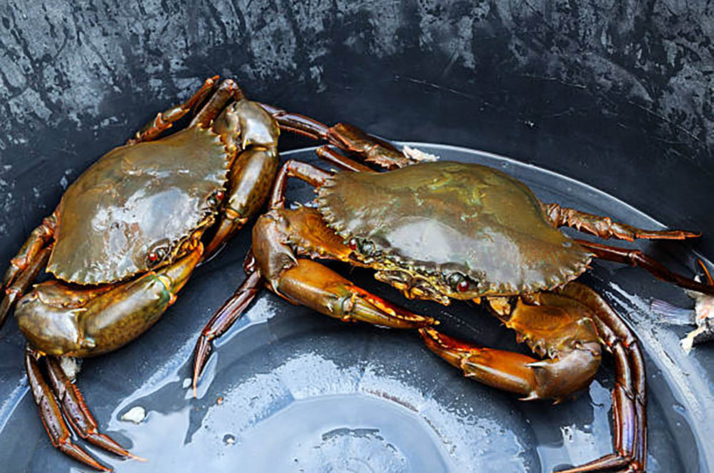 Scylla serrata or mud crab in plastic bucket.