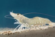 Vannamei Shrimp photo