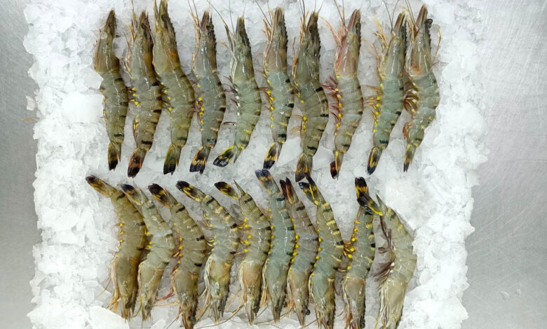 black tiger shrimp