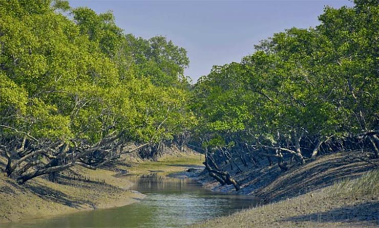 Salinity of the sundarbans creeks have been reduced