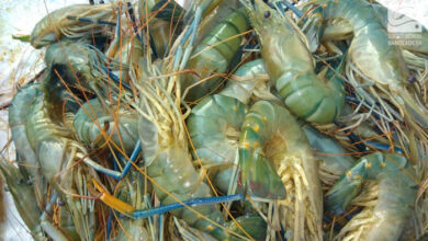 Freshwater prawn, galda shrimp, freshwater shrimp