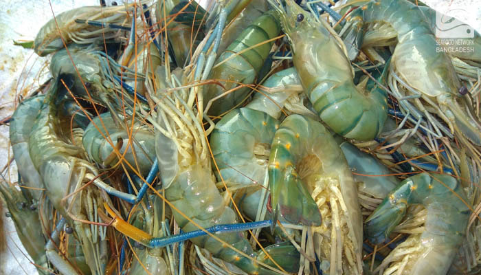 Freshwater prawn, galda shrimp, freshwater shrimp