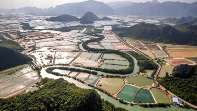 Vietnam shrimp farm