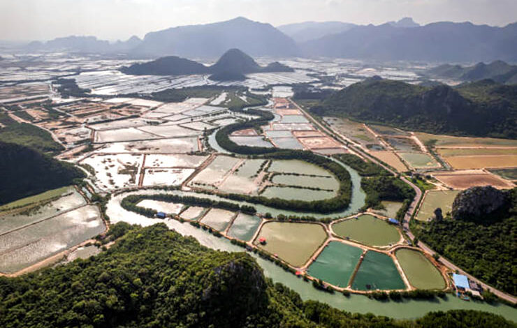 Vietnam shrimp farm