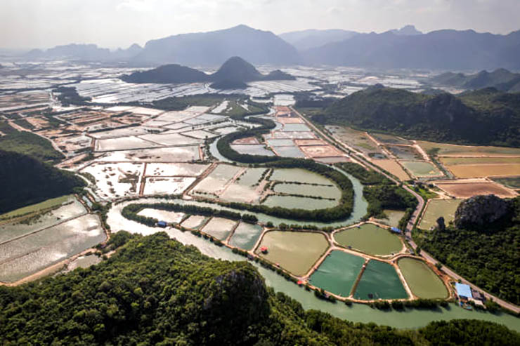 Vietnam shrimp farm