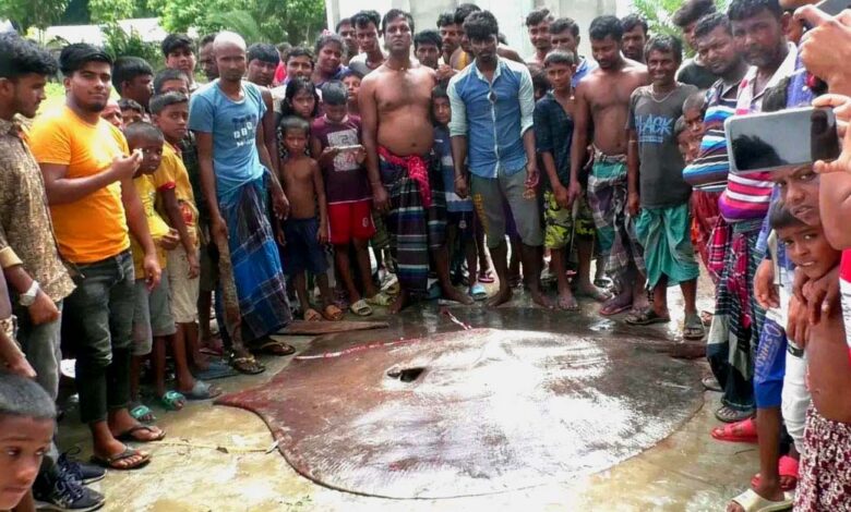 Stingray fish