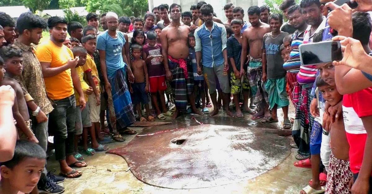 Stingray fish