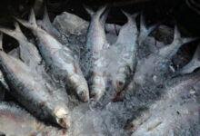 Hilsa fish from bangladesh, Hilsa production