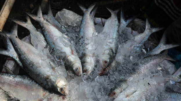 Hilsa fish from bangladesh, Hilsa production