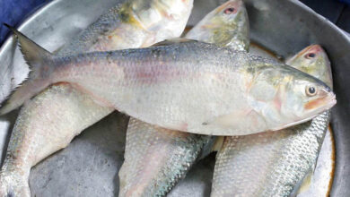 Ilish or hilsa fish of bangladesh