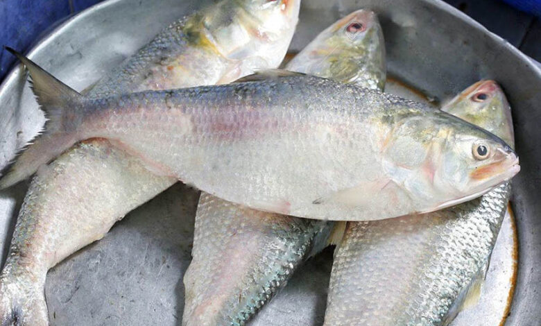 Ilish or hilsa fish of bangladesh