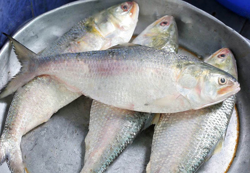 Ilish or hilsa fish of bangladesh