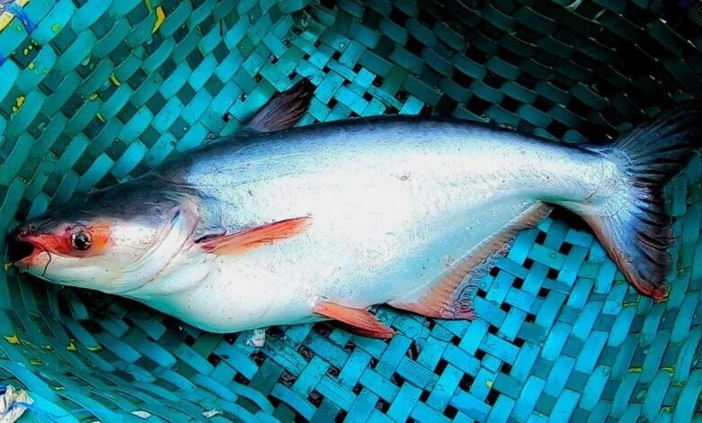 Pangasius leading Bangladesh aquaculture industry production