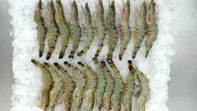 black tiger shrimp export from khulna