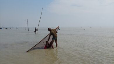 shrimp fry harvesting