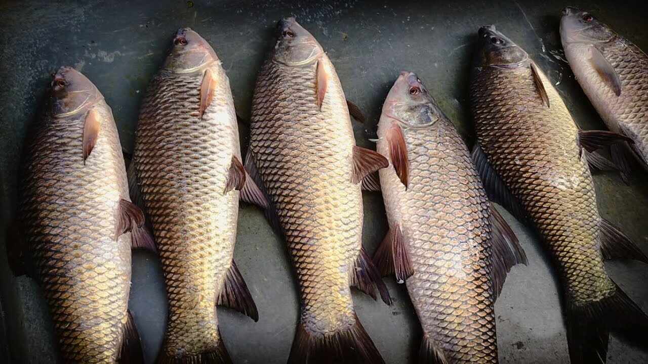 Rohu is one of the popular fish variety among the common carps