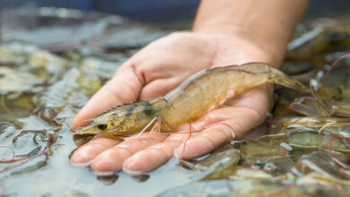 Vannamei shrimp vietnam