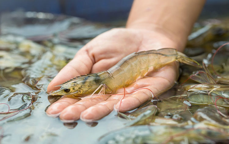 Vannamei shrimp vietnam