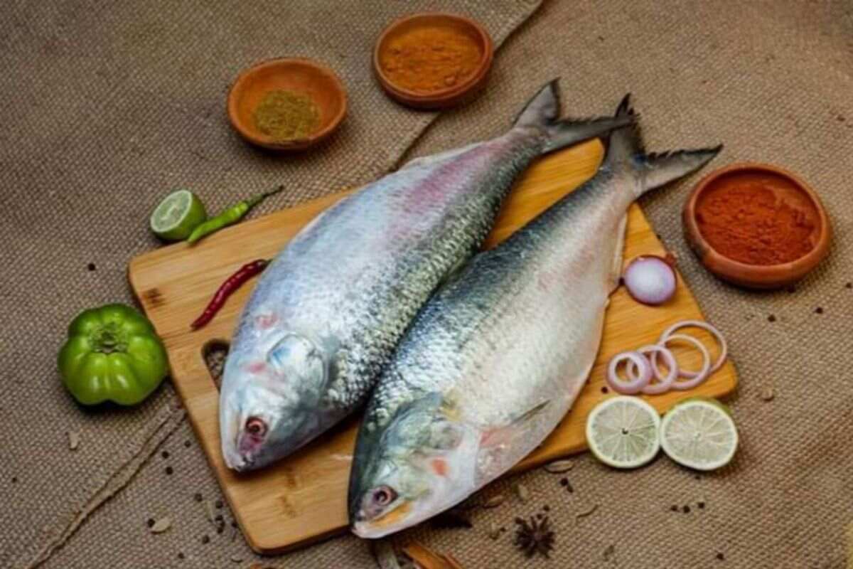 hilsa fish from bangladesh