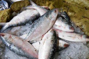 padma hilsa from bangladesh to west bengal