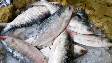 padma hilsa from bangladesh to west bengal