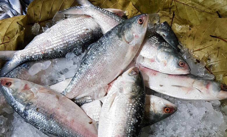 padma hilsa from bangladesh to west bengal