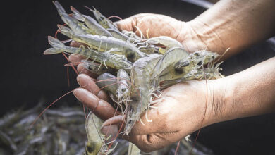 Vietnamese shrimp export