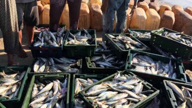 Andhra pradesh govt plans to roll out seafood market expansion in domestic arena