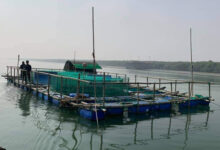 mariculture bangladesh blue food
