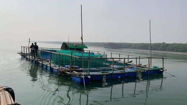 mariculture bangladesh blue food