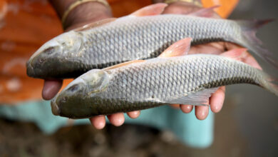 good aquaculture practice katla fish bangladesh with selective breeding