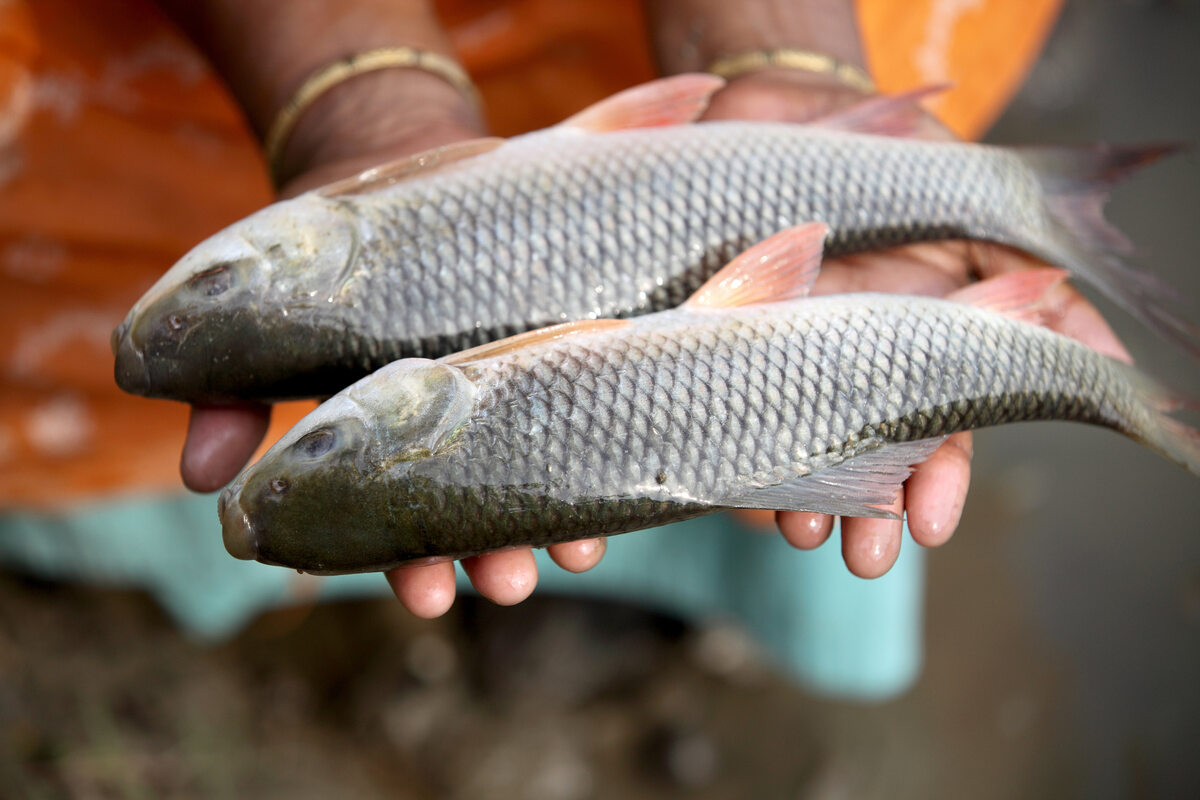 good aquaculture practice katla fish bangladesh with selective breeding