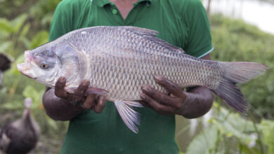 catla fish commercial farming rajshahi