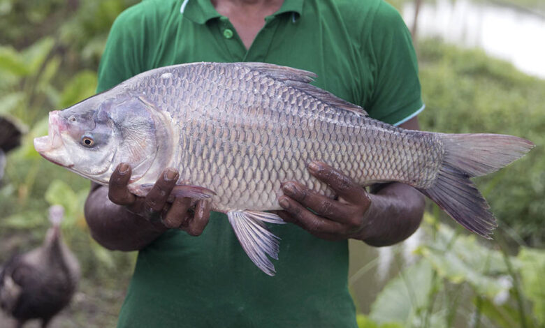 catla fish commercial farming rajshahi