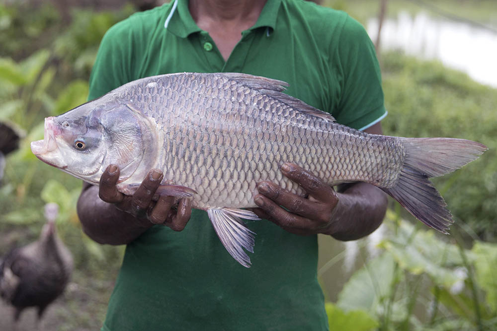 catla fish commercial farming rajshahi