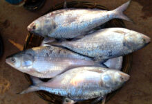 padma Hilsa, ilish fish ban in bangladesh