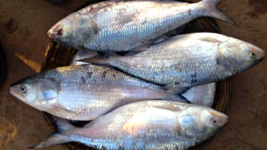 padma Hilsa, ilish fish ban in bangladesh