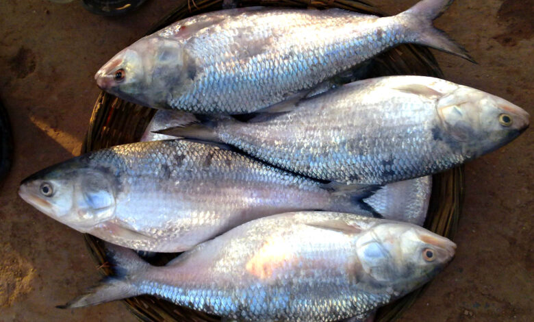 padma Hilsa, ilish fish ban in bangladesh