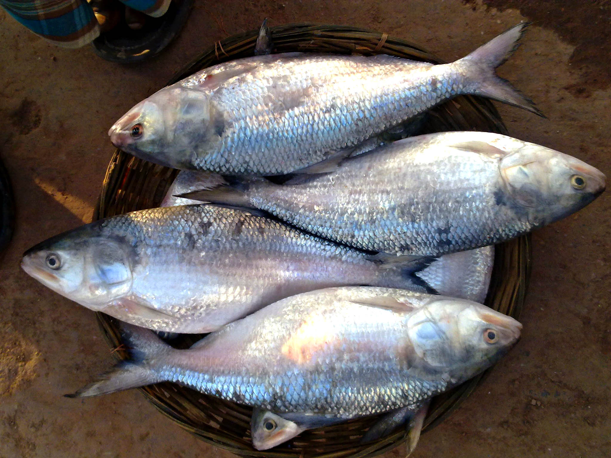 padma Hilsa, ilish fish ban in bangladesh