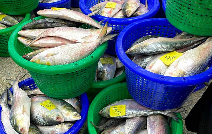 Hilsa fish