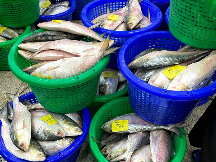 Hilsa fish