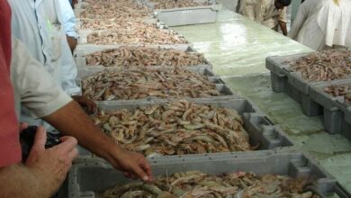 Workers sort shrimps at the auction hall in Karachi Fish Harbour