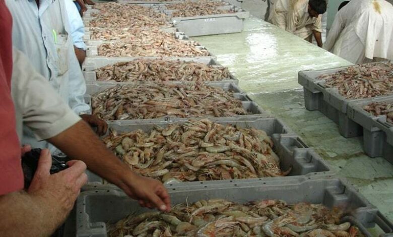 Workers sort shrimps at the auction hall in Karachi Fish Harbour