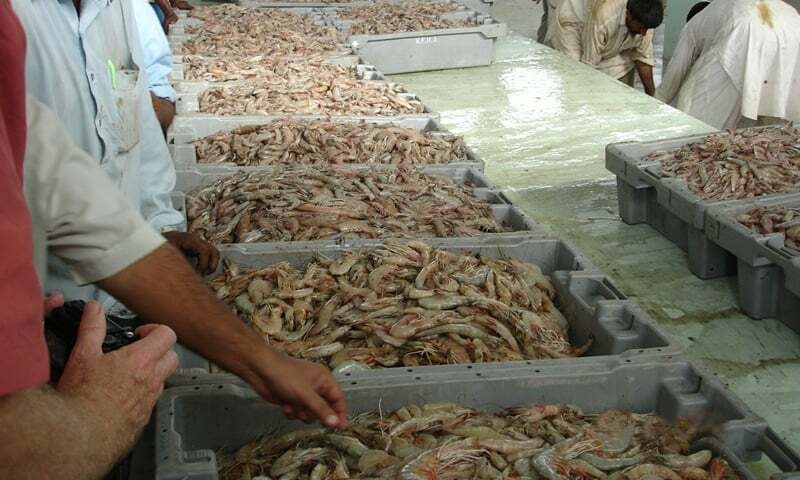 Workers sort shrimps at the auction hall in Karachi Fish Harbour