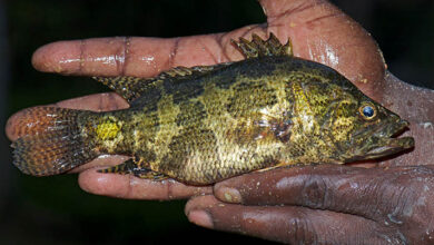 bheda fish or meni fish