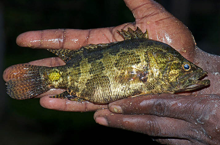 bheda fish or meni fish