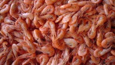 Iran shrimp exports increases